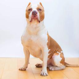 Rocky American Pitbull 