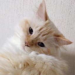 ryosunちゃんねる