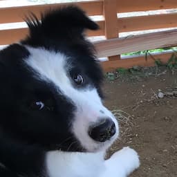 Vlogあの世で犬になろう