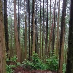 三重青山高原 野鳥と自然音LIVE