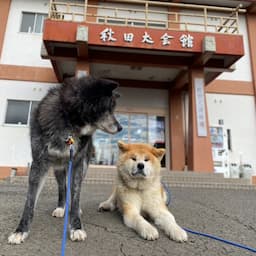 秋田犬保存会【本部】