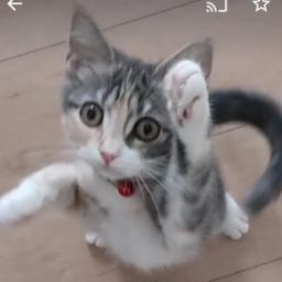 みゅうのたからもの - Mew