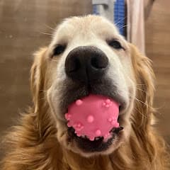 ミントの大冒険