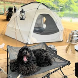 れあキャン【子連れ犬連れキャンプ / VLOG】