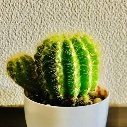 覇王樹チャンネル【サボテンチャンネル】