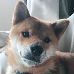 鍼灸師スギ(ホームジムトレーニー)