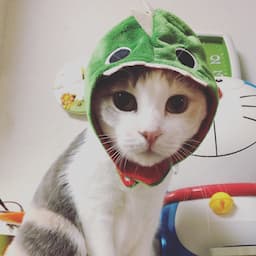 【ねこもち家の日常】1人で猫5匹と暮らす