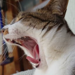 猫のどんぐり ごろごろらいふ