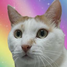 猫10匹とプロボウラー中島美穂ꕤ︎︎·͜·