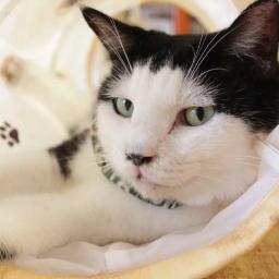 ねこかつチャンネル