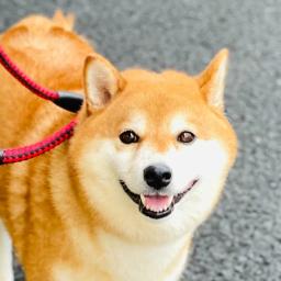 猛犬まるちゃんねる