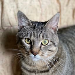 保護猫『るる らら ティティ』物語