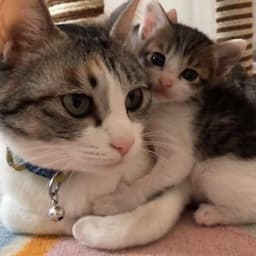 保護猫カフェキズナ