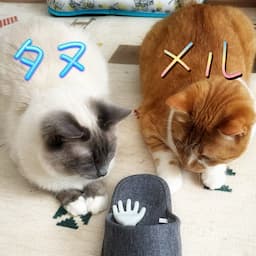 ゲーム大好き主婦ゆうと猫と日常