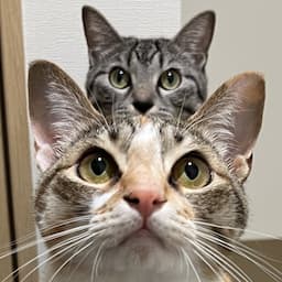 ととまるはんみ