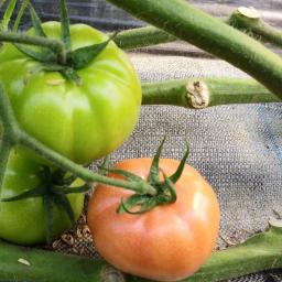 農家の嫁。Youtuberになる