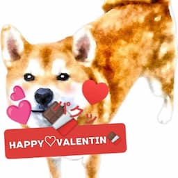 🐾🐶柴犬のなつ