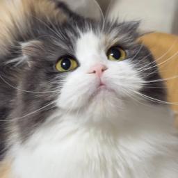 もなちゃんねる　猫とうさぎの日常