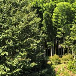 東京　癒しの自然動画