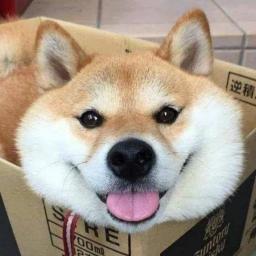 もっともかしこいしばいぬ