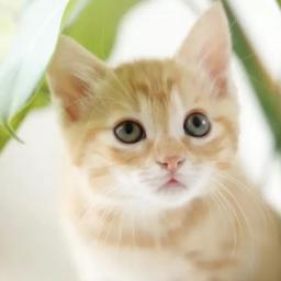 シャンローンくん