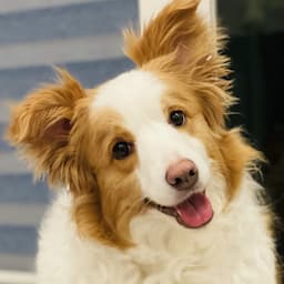 猪突猛犬シェリーと中年