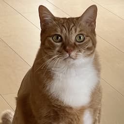 マオミと主人の日常