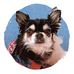 ミモとチワワの古民家暮らし