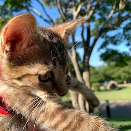 猫との日常　 Everyday  with  a  cat