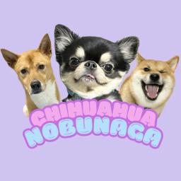 チワワの、のぶなが【柴犬と雑種犬ファミリーの爆笑日常】