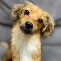 チワックスこたろうのヘソ天