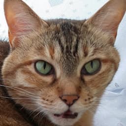 キジトラかもしれないプラス黒猫ーキジ黒ー