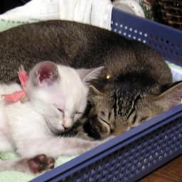 認定特定非営利活動法人猫の幼稚園