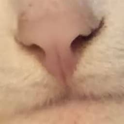 もちもちゲームアーカイブ