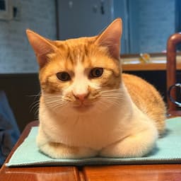 保護ねこしょう太の日常