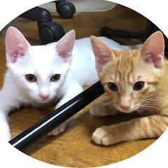 姉妹猫あるある