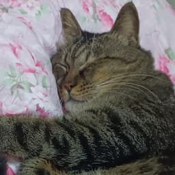 50代腰痛持ちダイエット