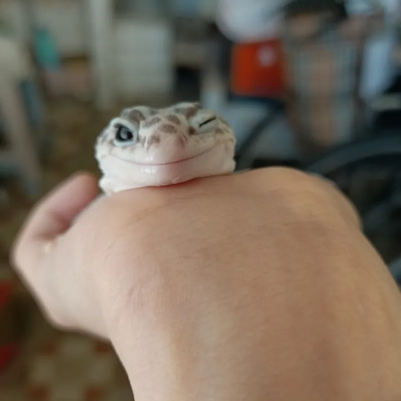 可愛動物的日常