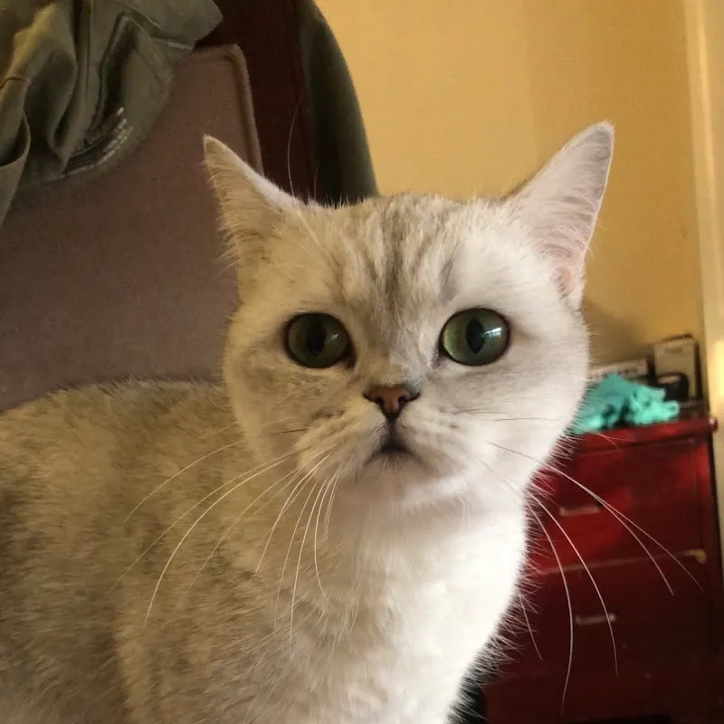 可愛的動物cute animals