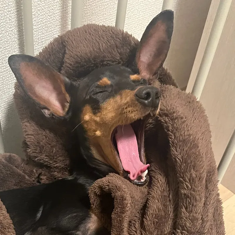 保護犬ミニピン | ガジュマルの日常