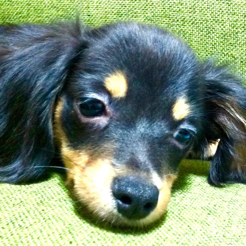 えどがわ動物園