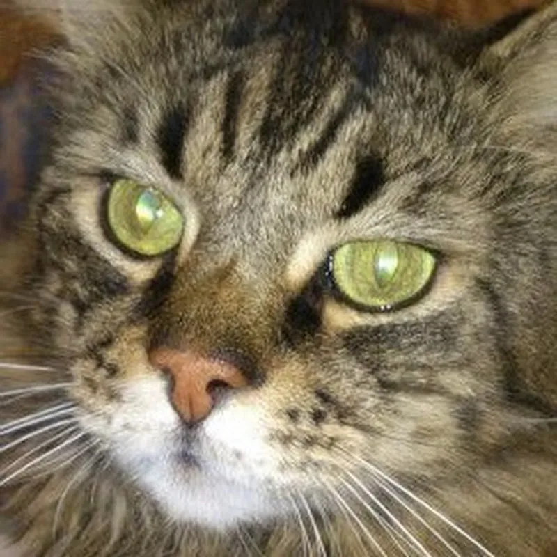 チーム・ニャンズ・ファミリア