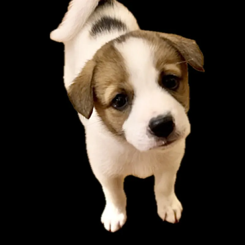 保護犬の大豆さん