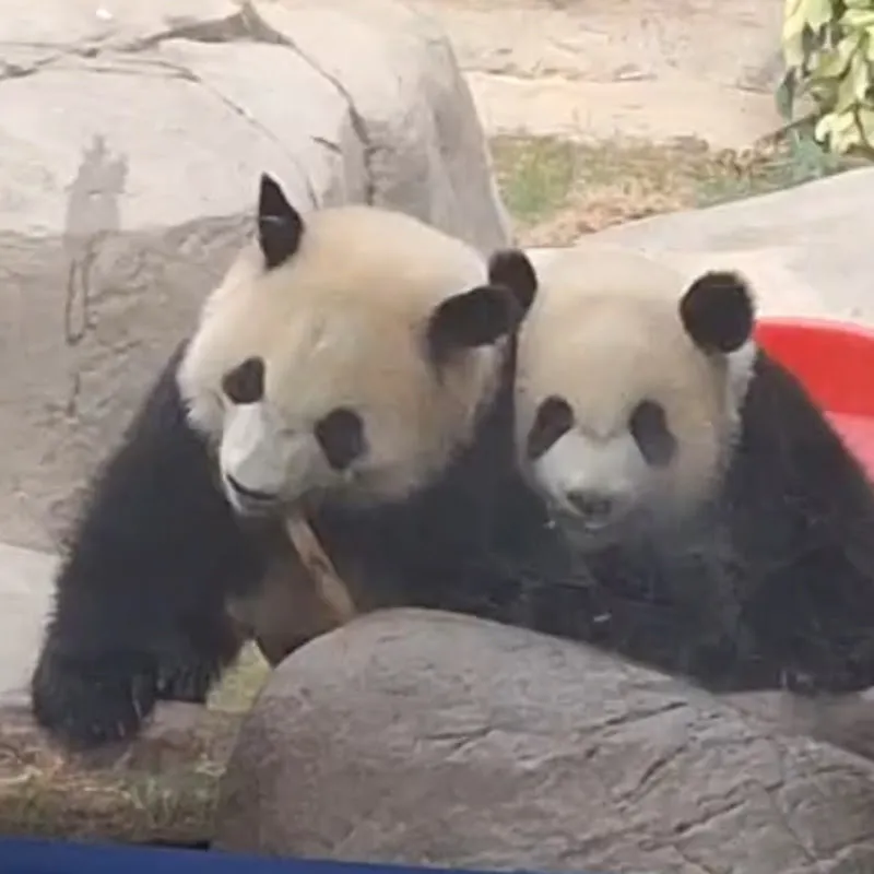 我的心愛動物日記