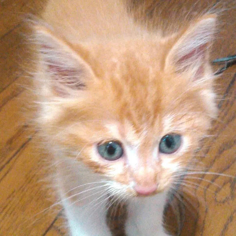 猫家 = にゃんこんち 